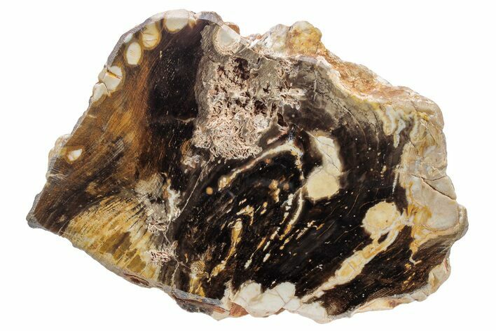 Petrified Peanut Wood Section - Australia #239735